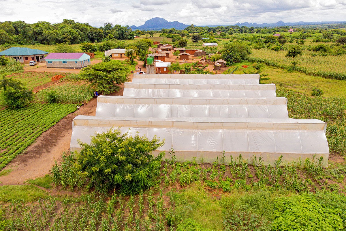 Los invernaderos de Kambuku Cooperatives en una zona rural de Lilongwe, Malawi. 