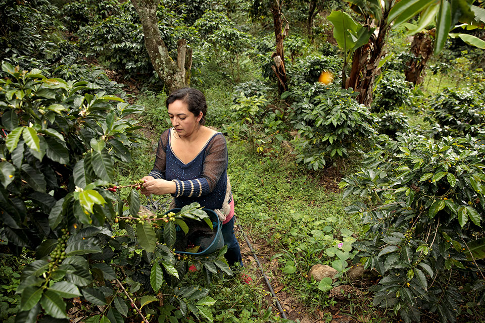 We Belong: An Anthology of Colombian Women Coffee Farmers