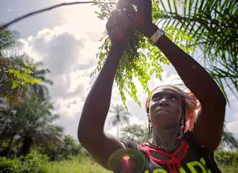 A woman in rural Guinea picks from a Moringa tree. 