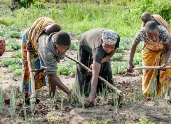 women work in a field