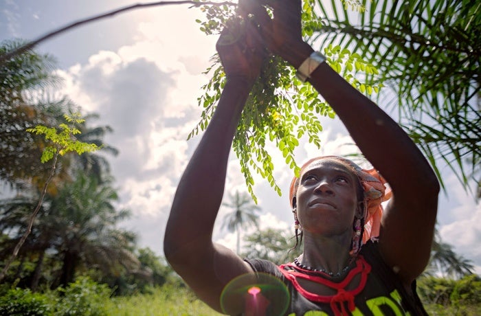 En Guinée, les femmes des régions rurales forment des coopératives dans lesquelles les membres apprennent à planter un arbre riche en vitamines appelé moringa, ainsi qu’à nettoyer, sécher et vendre ses feuilles.